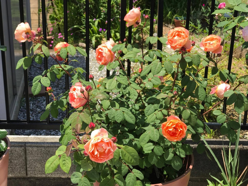 Diện tích trồng không nhiều nhưng chị Vũ Phương ở Nhật Bản đã biến khu vườn nhỏ trước nhà thành vườn hoa hồng rực rỡ đủ sắc màu. Ảnh: ĐSPL.