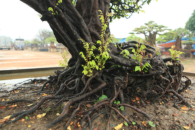 "Cây khế này đã qua rất nhiều chủ. Rất vất vả mới mua được cây khế này, mình là người rất may mắn, người ta gọi là quý vật gặp quý nhân, thực sự cây cũng như con người cũng có linh hồn nên cây chọn chủ", anh Toàn nói.