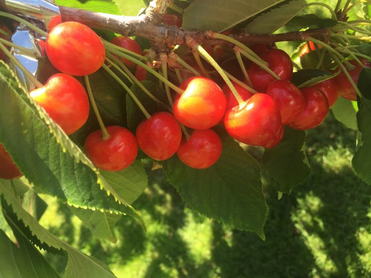  Cherry Sato Nishiki được một người nông dân có tên Eisuke Sato trồng lần đầu tiên vào thế kỷ 20. Ảnh: Globalnikurasu.