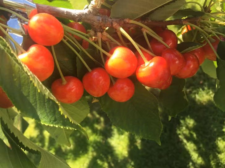  Cherry Sato Nishiki được một người nông dân có tên Eisuke Sato trồng lần đầu tiên vào thế kỷ 20. Ảnh: Globalnikurasu.