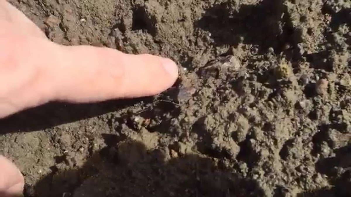 Những viên kim cương nằm lẫn trong đất, được tìm thấy trong một số loại đá quý khác như thạch anh tím, mã não, ngọc thạch…Ảnh: Youtube.