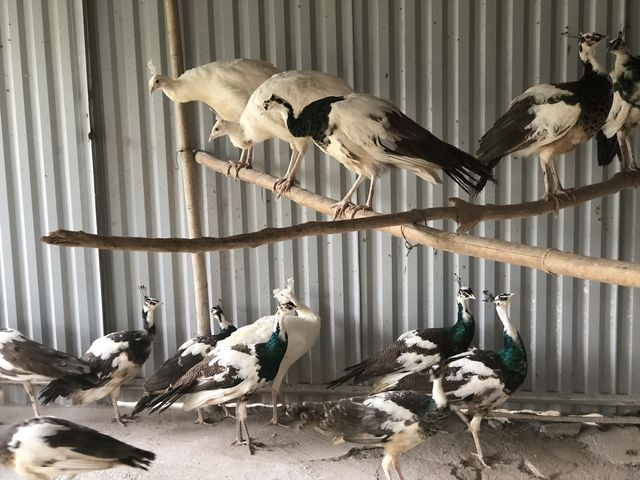 Chim công đang là loài được các gia đình có điều kiện ưa chuộng. Mỗi con chim công trưởng thành có giá từ 8 – 10 triệu đồng, có những con đột biến lên tới 20 triệu đồng. Ảnh: Vuonchimviet.