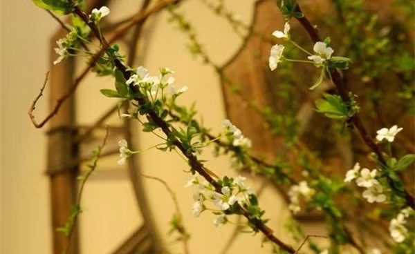 Theo người bán, hoa tuyết mai có thể chơi được khá lâu từ 10 - 20 ngày. Ảnh: Em đẹp.