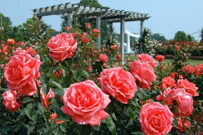 Khu vườn nằm trên gò đất lớn rộng hơn 1.300m2 với 2.600 cây hoa hồng thuộc 180 giống hồng khác nhau. Ảnh: Information Of Garden.