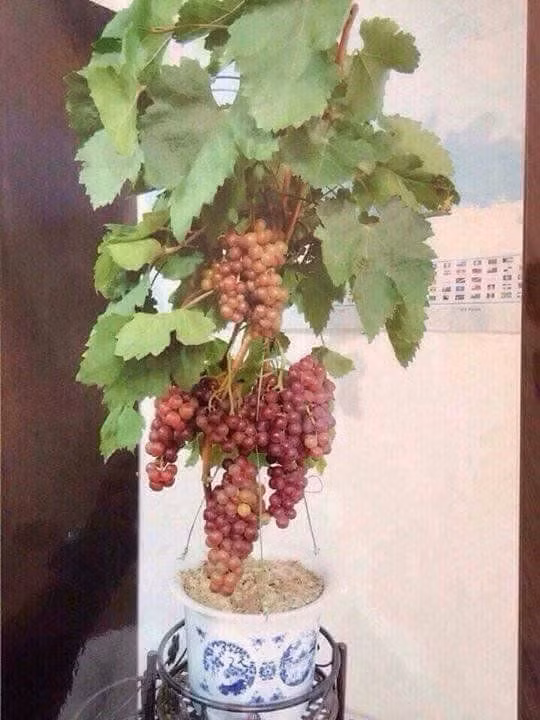Chậu nho chi chít quả trông rất thích mắt. Ảnh: Lozi.