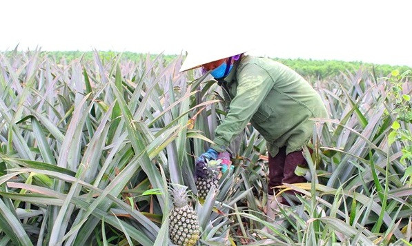 Dứa được chăm sóc tốt cho năng suất từ 35 - 40 tấn/ha. Ảnh: Baonghean.