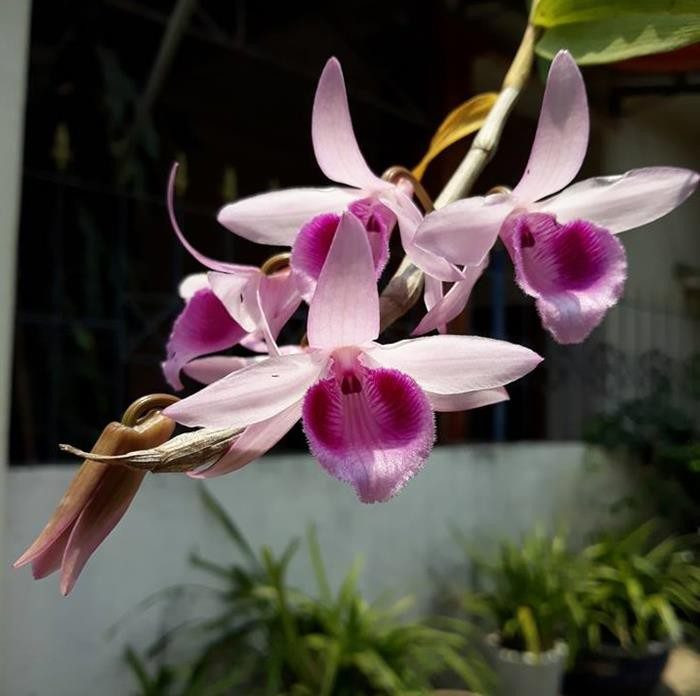 Đặc biệt, lan phi điệp đột biến, giá được tính bằng cm. Ảnh: Chamlan.