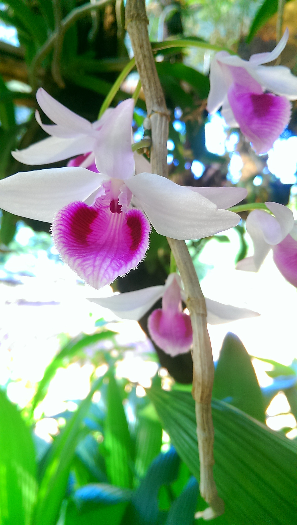 Nằm trong nhóm các loài lan quý, lan giả hạc mang vẻ đẹp quý phái với 5 cánh hoa bung đều, có cánh bay, cánh bầu...rất đa dạng. Ảnh: Thienlyfarm.