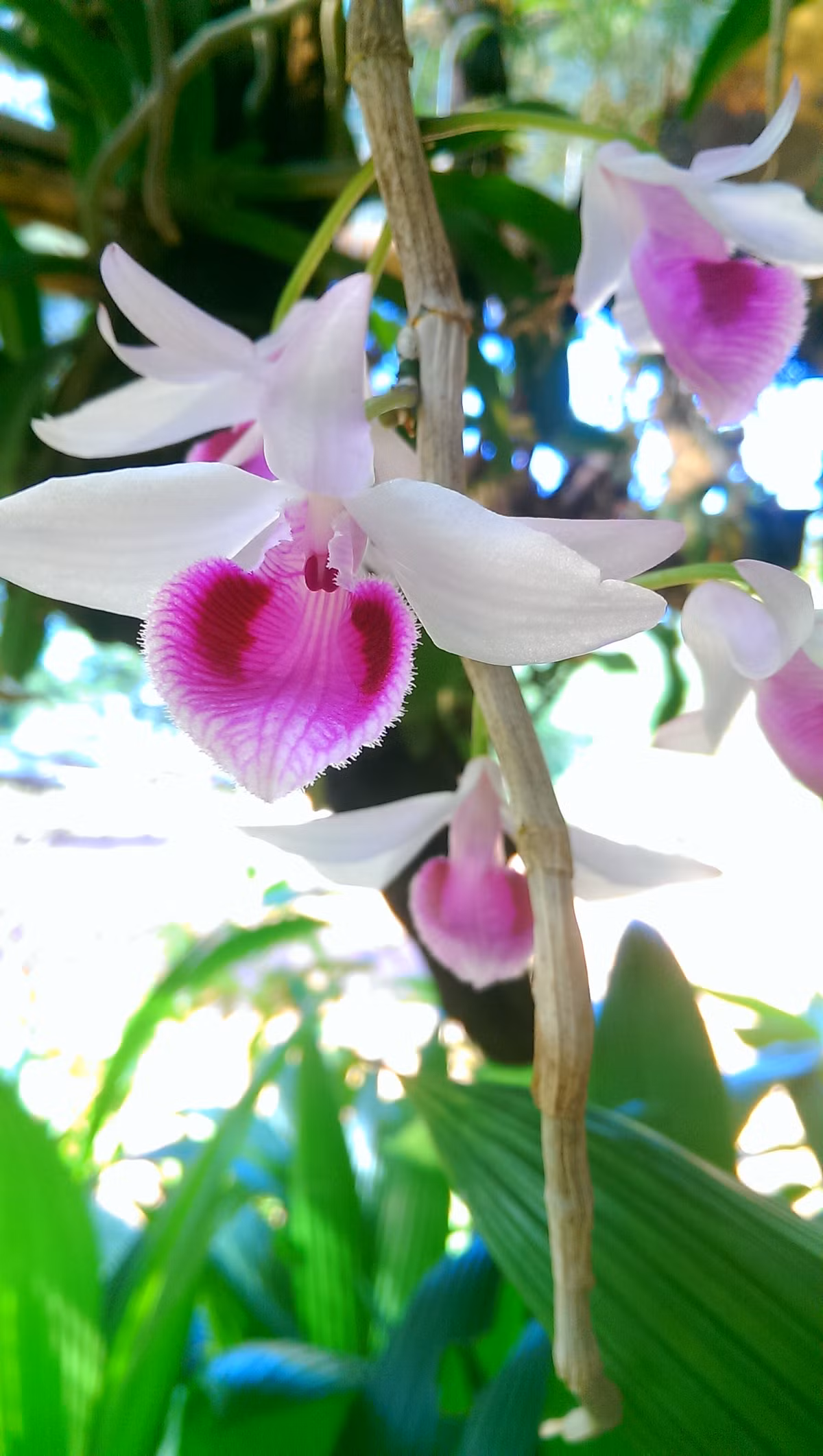 Nằm trong nhóm các loài lan quý, lan giả hạc mang vẻ đẹp quý phái với 5 cánh hoa bung đều, có cánh bay, cánh bầu...rất đa dạng. Ảnh: Thienlyfarm.