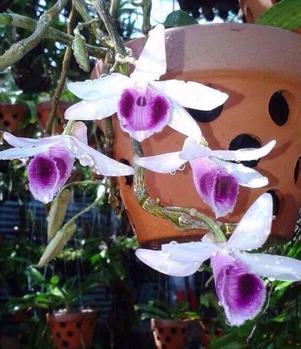 Không chỉ đa dạng về hình thái, phi điệp tím khi nở còn có nhiều mùi hương khác nhau. Có loại hoa nở hương thơm ngào ngạt bay khắp vườn, có loại hương thơm thoang thoảng...Ảnh: Hoalanhuyanh.