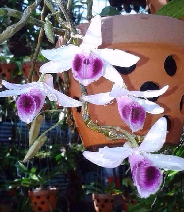 Không chỉ đa dạng về hình thái, phi điệp tím khi nở còn có nhiều mùi hương khác nhau. Có loại hoa nở hương thơm ngào ngạt bay khắp vườn, có loại hương thơm thoang thoảng...Ảnh: Hoalanhuyanh.