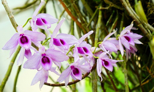 Đây cũng chính là một phần lý do tạo nên một loài lan quý. Ảnh: Bantin12h.