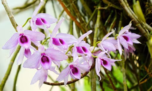 Đây cũng chính là một phần lý do tạo nên một loài lan quý. Ảnh: Bantin12h.