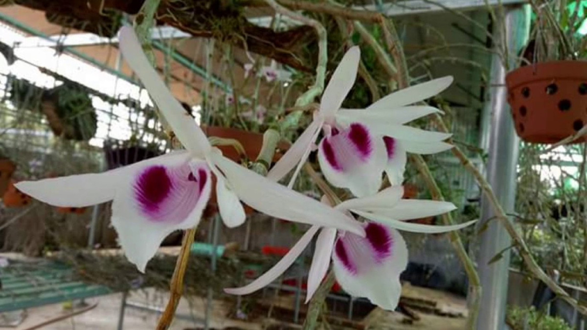 Đặc biệt, lan giả hạc có thể biến thiên rất đa dạng theo điều kiện khí hậu thời tiết. Ảnh: Youtube.