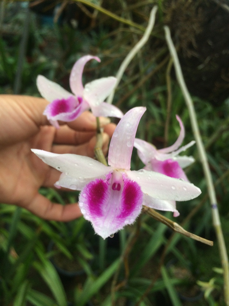 Thậm chí, sau khi tàn, hoa vẫn giữ lại mùi hương dễ chịu. Ảnh: Runghoalan.