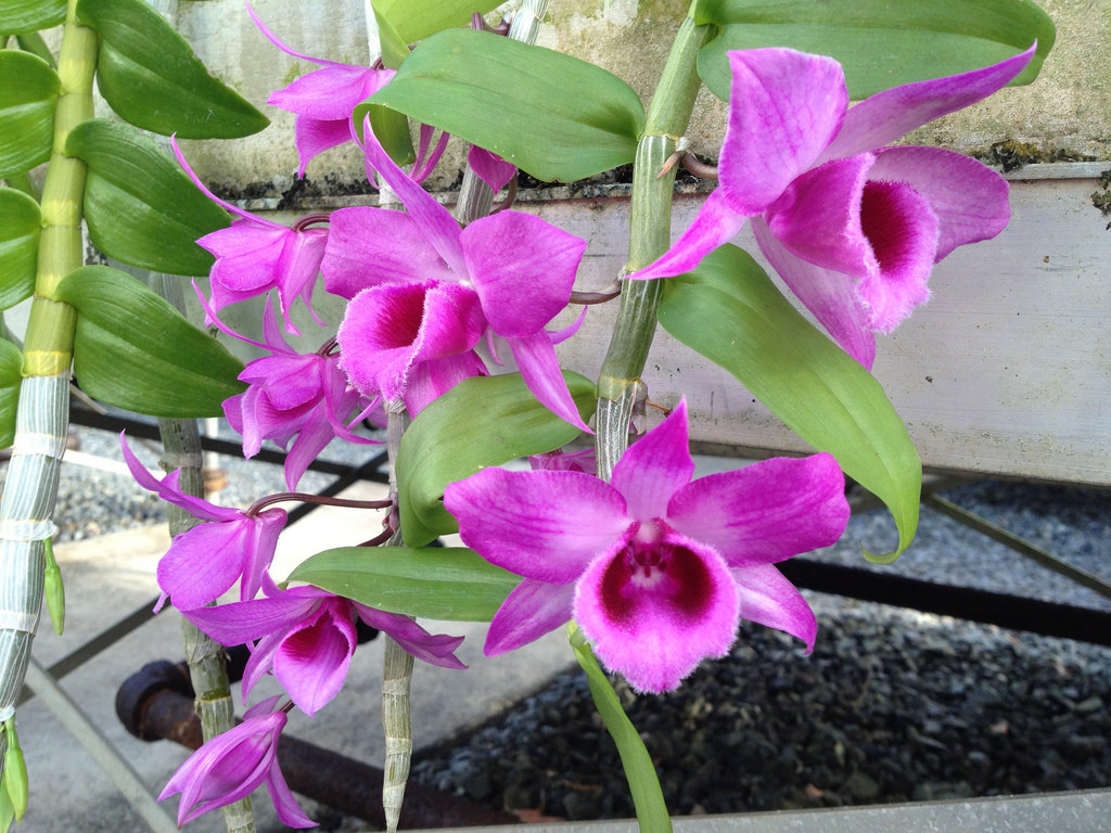 Tăng dần qua 5 năm, giá lan giả hạc hiện nay gấp khoảng 6-8 lần và thật sự là ước mơ rất lớn đối với những người chơi lan nhưng chưa có điều kiện kinh tế. Ảnh: Vuonphonglan.