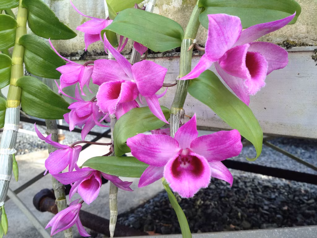 Tăng dần qua 5 năm, giá lan giả hạc hiện nay gấp khoảng 6-8 lần và thật sự là ước mơ rất lớn đối với những người chơi lan nhưng chưa có điều kiện kinh tế. Ảnh: Vuonphonglan.
