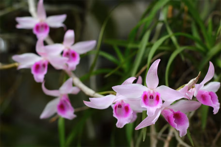 Tuy nhiên, thông thường lan giả hạc có mùi thơm dễ chịu. Hoa nở từ 7-10 ngày mới tàn. Ảnh: Vuonphonglan.