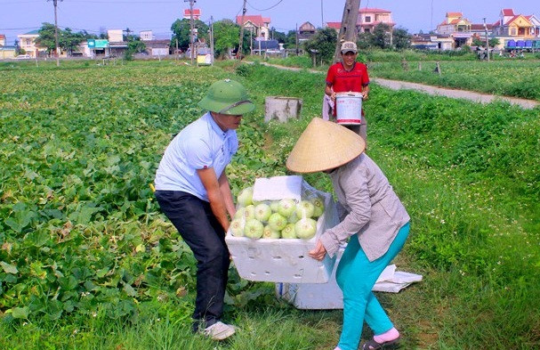 Có những ngày đông khách, mỗi hộ bán 40-50kg/ngày, nhanh chóng thu về khoảng 1 triệu đồng. Ảnh: Baonghean.