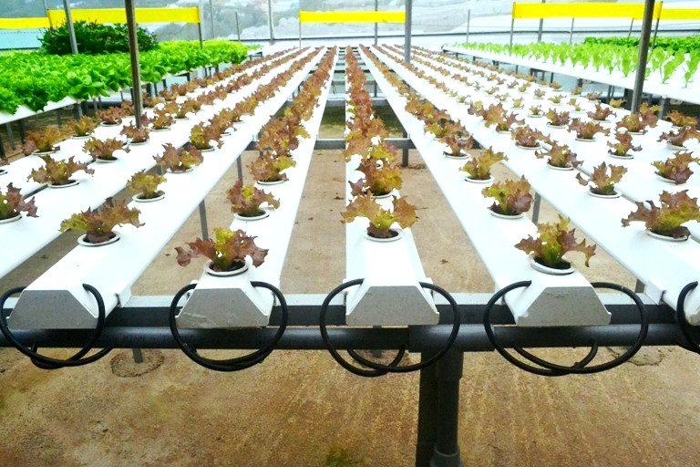 Vườn rau thủy canh sản xuất theo mô hình hiện đại, tự động nên tốn rất ít nhân công. Ảnh: Cand.