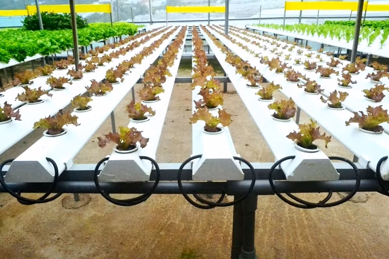 Vườn rau thủy canh sản xuất theo mô hình hiện đại, tự động nên tốn rất ít nhân công. Ảnh: Cand.