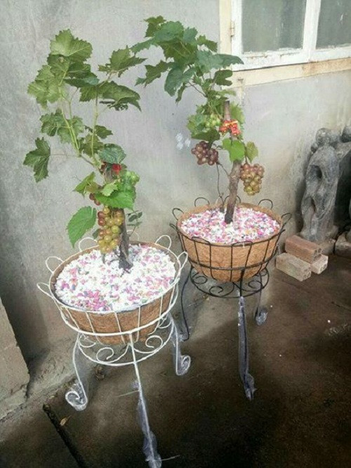 Nho cảnh có giá bán giá dao động từ 130.000- 150.000 đồng/chậu. Ảnh: FB Hà Hạnh