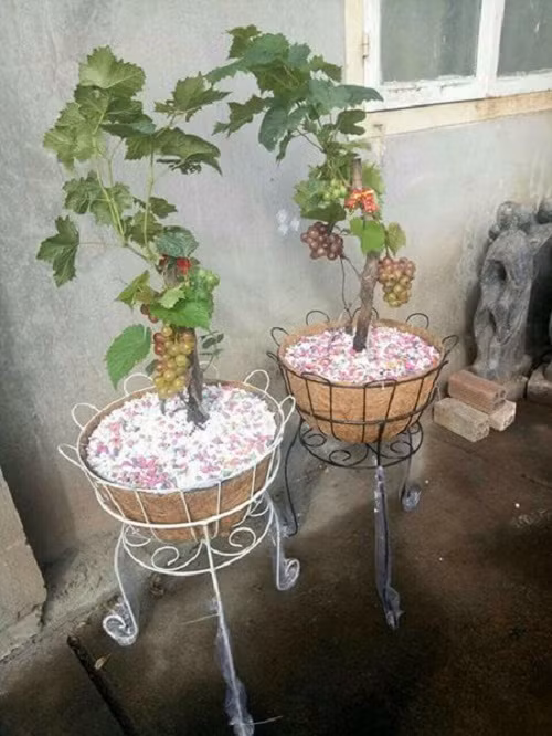 Nho cảnh có giá bán giá dao động từ 130.000- 150.000 đồng/chậu. Ảnh: FB Hà Hạnh