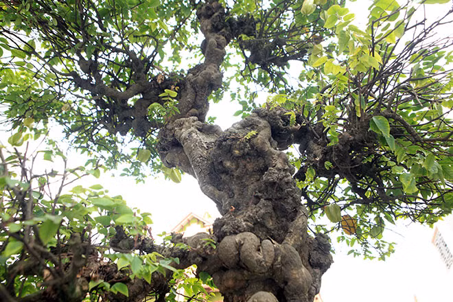 Thân cây xoắn, uốn lượn 