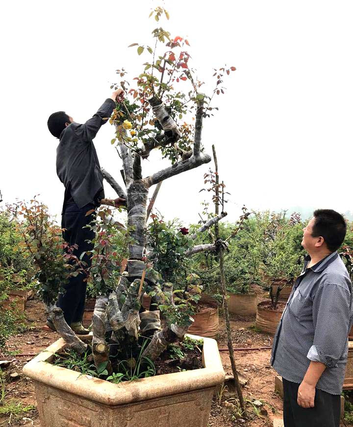 Gốc hồng gồm một thân chính và nhiều thân con quây quần bên nhau. Ảnh: Vietnamnet.