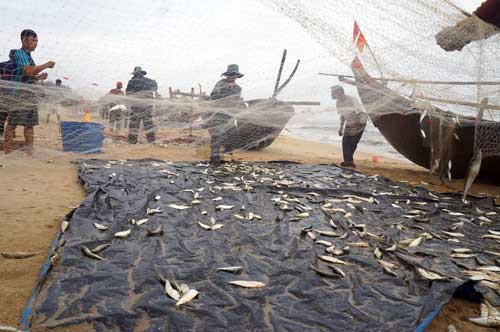 Những ngày đầu tháng 3, cá trích được mùa được giá nên ngư dân nhiều tỉnh miền Trung rất phấn khởi, tăng chuyến đánh bắt. Ảnh: Dân Việt.