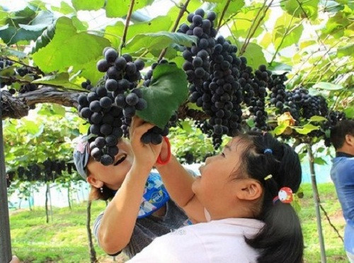 Thực tế, nho đen Kyoho là giống lai chéo giữa giống nho Mỹ và giống nho châu Âu. Ảnh: Freshplaza.