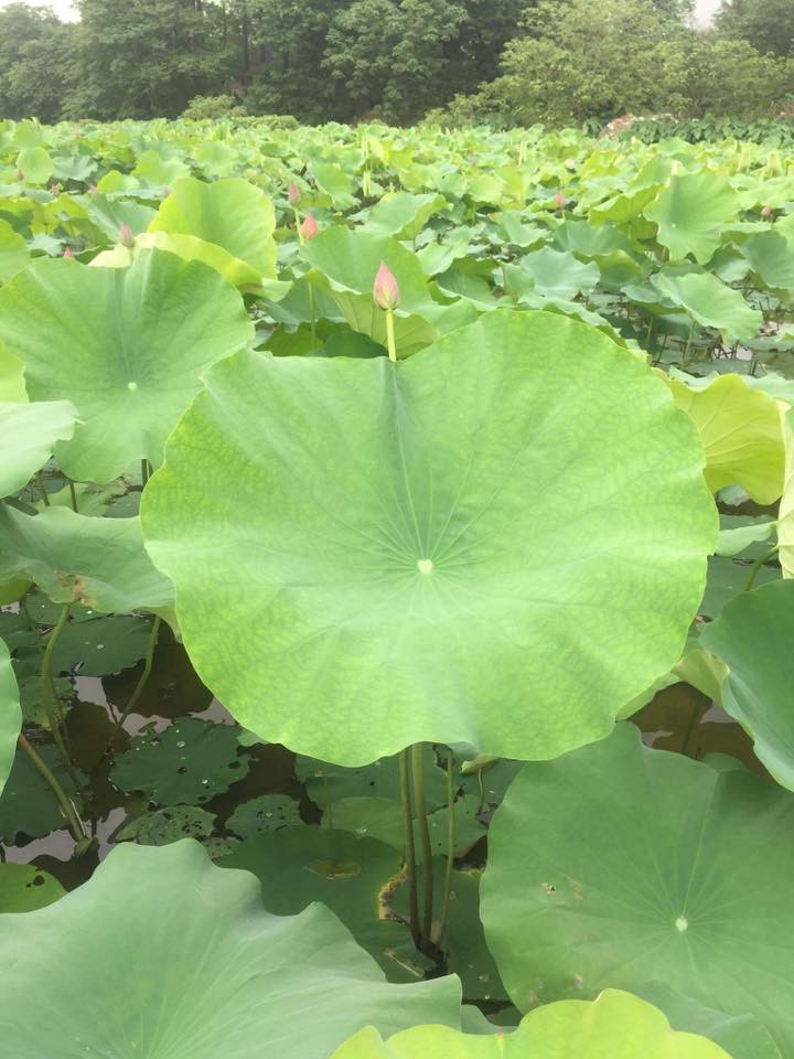 Đầm sen Xuân Đỉnh (Bắc Từ Liêm, Hà Nội) là nơi chụp ảnh yêu thích của nhiều bạn trẻ. Tại đây, chủ đầm sen cung cấp nhiều dịch vụ phục vụ du khách. Ảnh: Facebook.