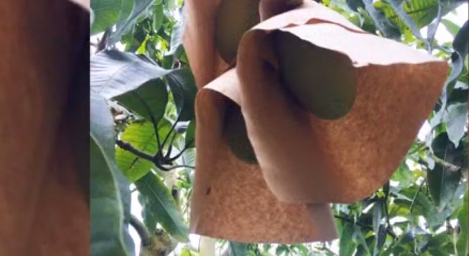 Từ khi cây ra hoa đến khi thu hoạch khoảng 3,5-4 tháng. Ảnh: Youtube.