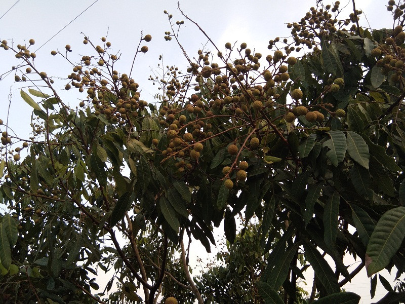 Nếu năm nay, thời tiết tiếp tục thuận lợi thì vườn nhãn của gia đình cô có thể thu được 20 tấn.