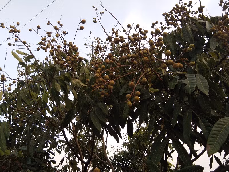 Nếu năm nay, thời tiết tiếp tục thuận lợi thì vườn nhãn của gia đình cô có thể thu được 20 tấn.