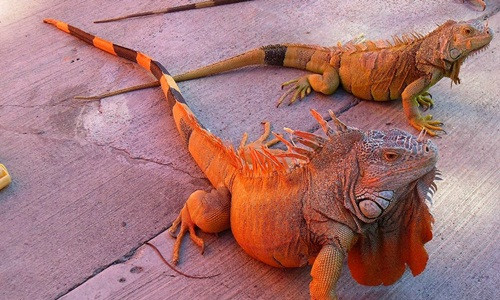 Màu sắc là một trong những yếu tố quyết định giá cả của cự đà Nam Mỹ. Cự đà màu sắc lạ như cam, xanh dương, bạch tạng... sẽ có giá cao hơn những con màu xanh. Ảnh: LoliPet.