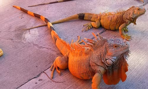 Màu sắc là một trong những yếu tố quyết định giá cả của cự đà Nam Mỹ. Cự đà màu sắc lạ như cam, xanh dương, bạch tạng... sẽ có giá cao hơn những con màu xanh. Ảnh: LoliPet.