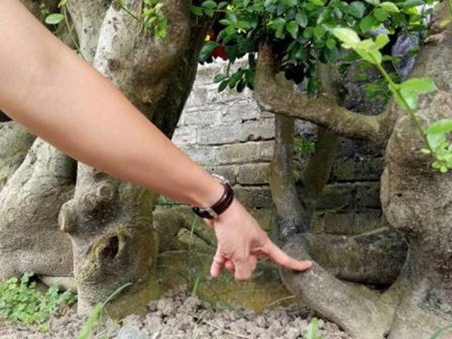 Rễ cây sần xù, uốn lượn tạo nên thế vững chãi. Ảnh: NLD.