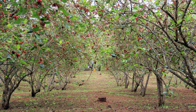 Vườn dâu chín mọng trông thích mắt khi vào mùa thu hoạch. Ảnh: Dân Việt.