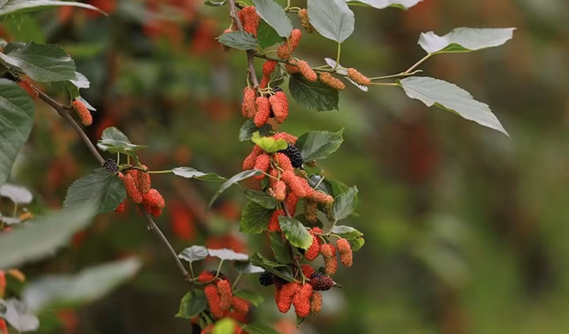 Nếu như năm trước giá dâu tằm bán cho đại lý từ 10.000 đồng đến 12.000 đồng/kg thì năm nay giá dao động từ 18.000 đến 20.000 đồng/kg, mang lại nguồn thu nhập khá cho chủ vườn. Ảnh: Infonet.