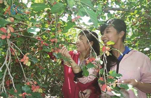 Với diện tích trên 1.000m2 đất vườn, ông Thuận trồng hơn 110 cây dâu tằm cho thu hoạch trên 1 tấn quả/vụ. Ảnh: Baoangiang.