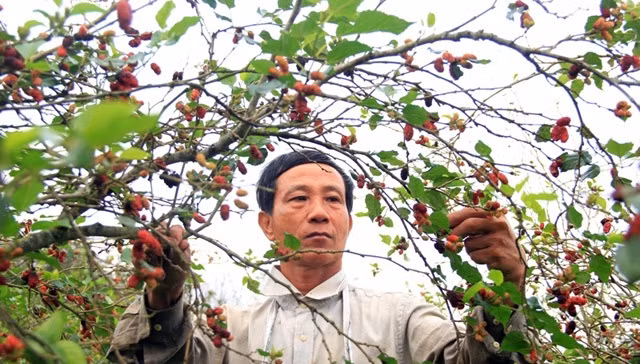 2.000 gốc dâu tằm cao quá đầu người của ông Quốc mỗi năm cho thu hái khoảng 6 tấn quả, thu về 300 triệu đồng. Ảnh: Dân Việt.