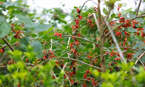 Theo cô Hải (chủ vườn dâu tằm ở làng Phúc Đức, xã Sài Sơn, huyện Quốc Oai, Hà Nội), năm nay dâu tằm mất mùa nên giá tăng gấp đôi so với năm ngoái. Ảnh: Infonet.