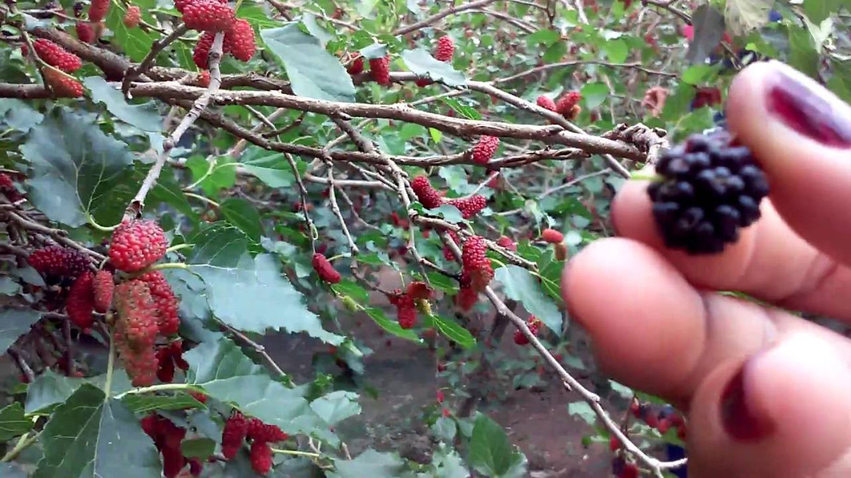 Với giá bán lẻ bình quân 40.000 đồng/kg, sau khi trừ chi phí, gia đình ông Thuận lãi gần 100 triệu đồng/năm. Ảnh: Youtue.