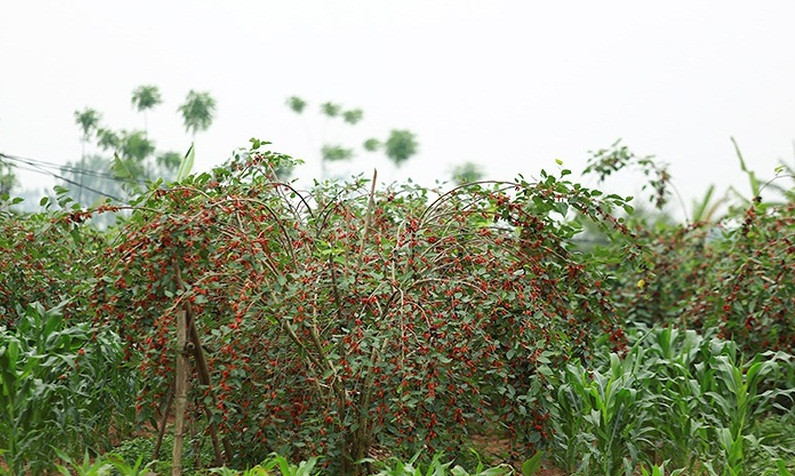 Cuối tháng 3, đầu tháng 4 là thời điểm mùa dâu tằm chín đỏ. Ảnh: Infonet.