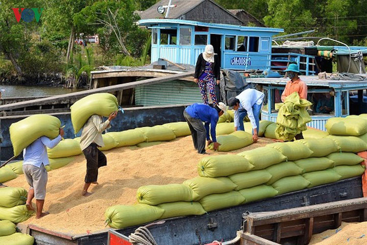 Những ngày này ở các tỉnh vùng ĐBSCL dễ bắt gặp cảnh tấp nập thu hoạch, mua bán lúa ở vụ lúa.