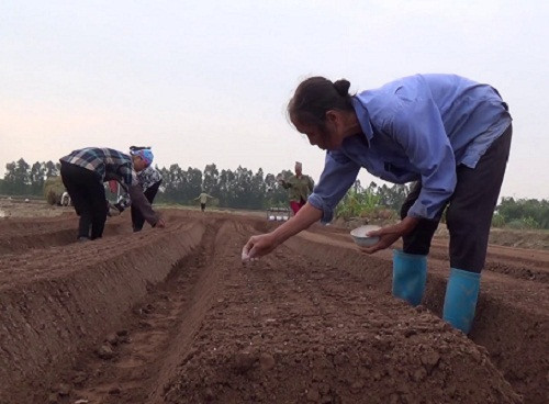 Vất vả nhất là 2 tháng đầu sau khi gieo trồng. Để chuẩn bị gieo trồng cà rốt, phải phay đất thật nhỏ, tơi rồi mới tiến hành lên luống. Độ cao luống đạt khoảng 20-25cm.