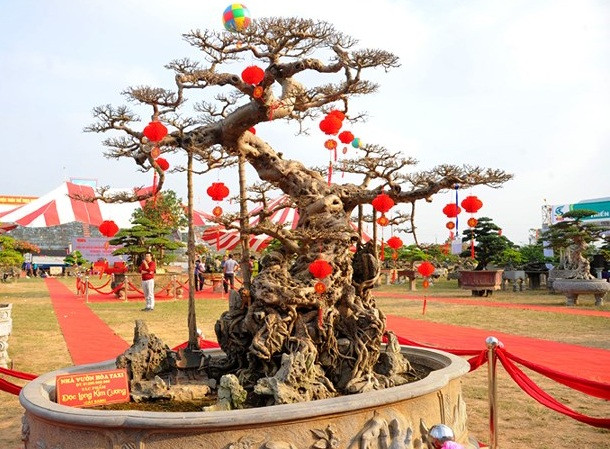 Thuộc sở hữu của ông Lại Quang Hòa (Văn Giang, Hưng Yên), cây sanh dáng long này có tuổi thọ lên đến 100 tuổi. Ảnh: VOV.