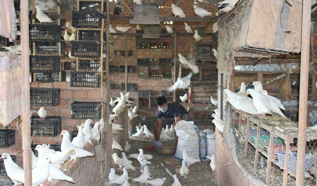 Trang trại của anh Đoài có trên 2.000 chú chim thương phẩm, xuất bán 800 – 1.000 chim bồ câu thịt/tháng. Ảnh: Dân Việt.