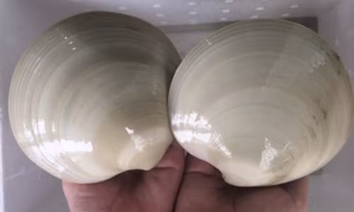 Vỏ sò bóng nhẵn có những vòng tròn đồng tâm nổi bật, hình bầu dục hơi vuông. Ảnh: Daohaisan.